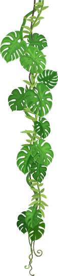 Jungel Monstera Ranke