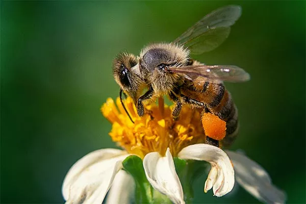 Kws Entdecken Blumenwiese Biene