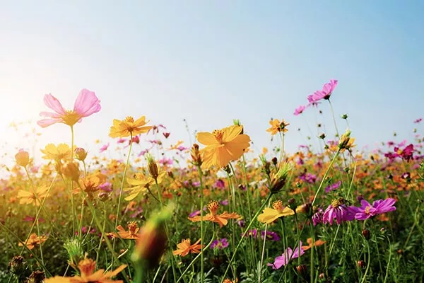 Kws Entdecken Blumenwiese Blumen